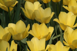 Tulipa batalinii 'Bright Gem' bestellen